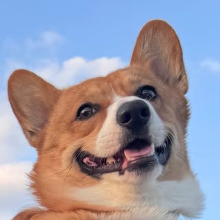 Luka the corgi